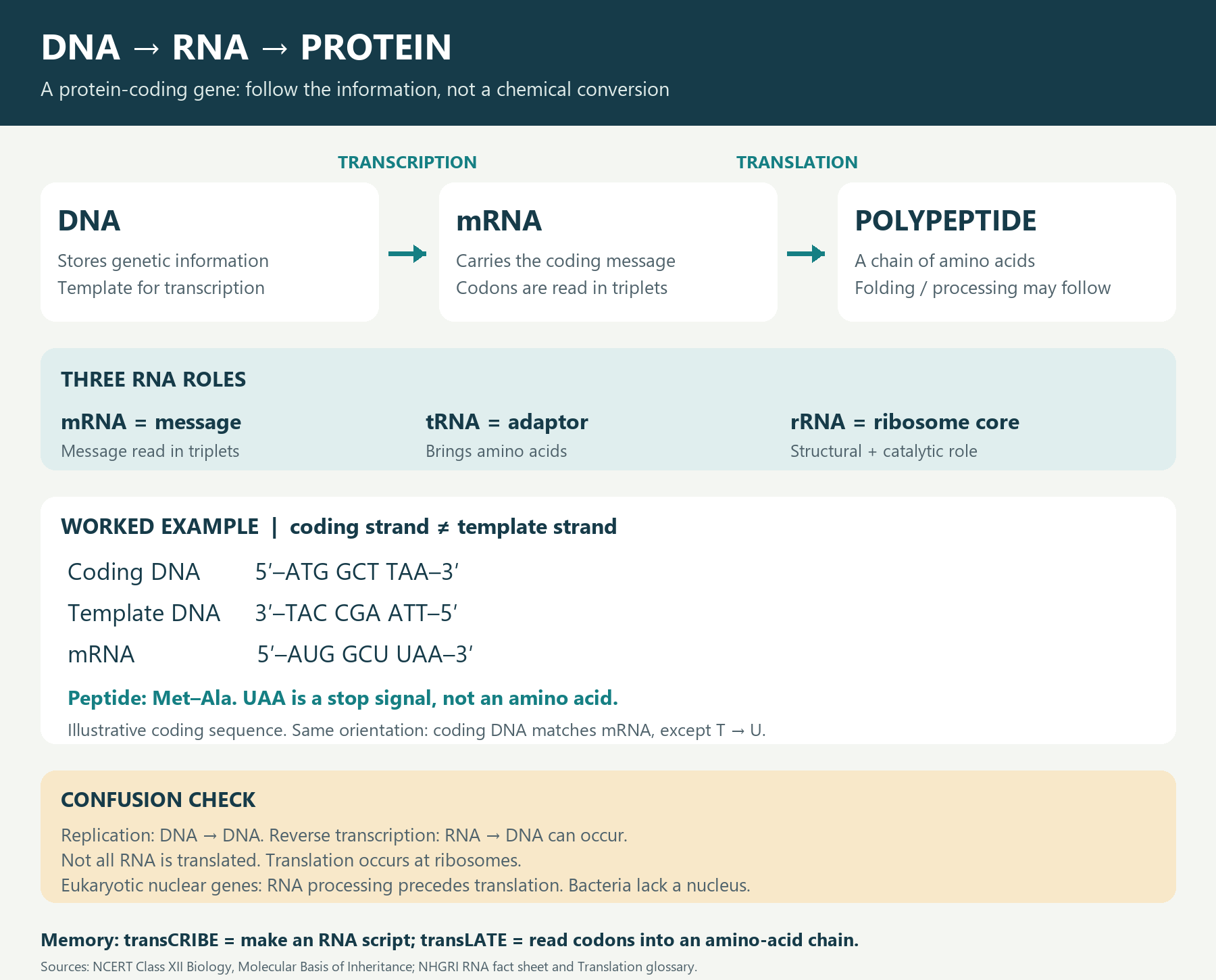 DNA → RNA → Protein: Transcription vs Translation — A Visual Explainer